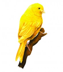canario